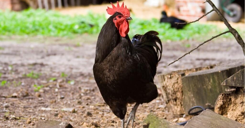 White Jersey Giant Chicken