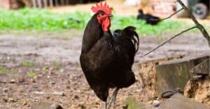 Jersey Giant Hen vs. Rooster: What Are the Differences? Picture
