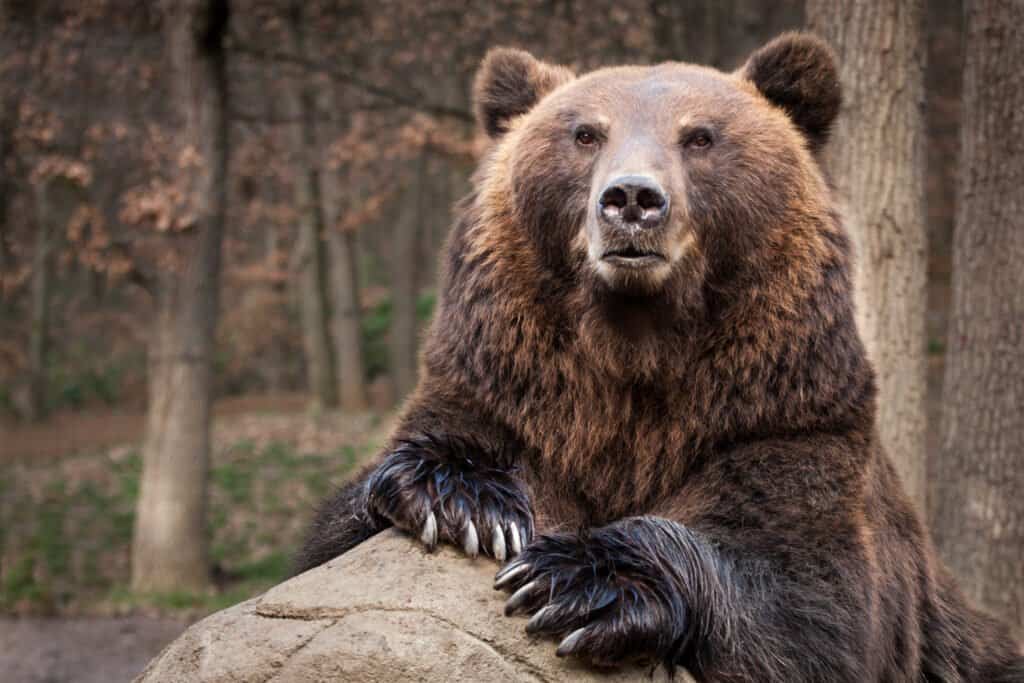 Kamchatka Brown Bear