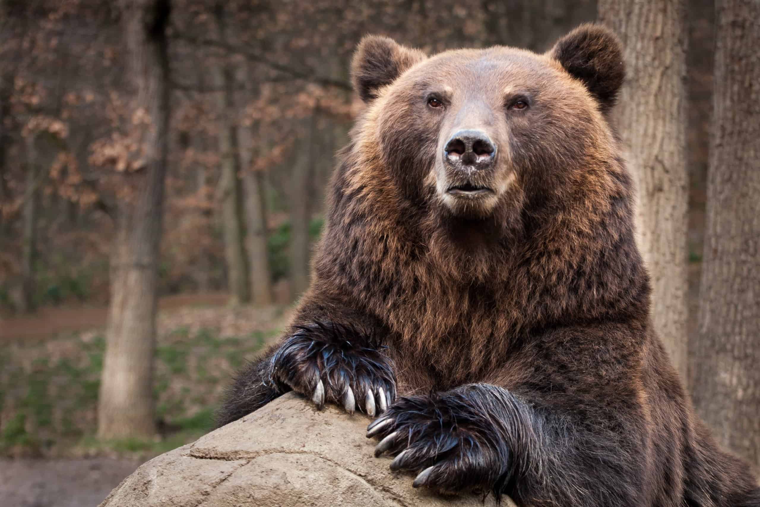 Сибирский бурый медведь Камчатский бурый медведь