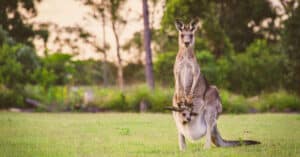 Fore! Watch Dozens of Kangaroo Invade a Golf Course photo