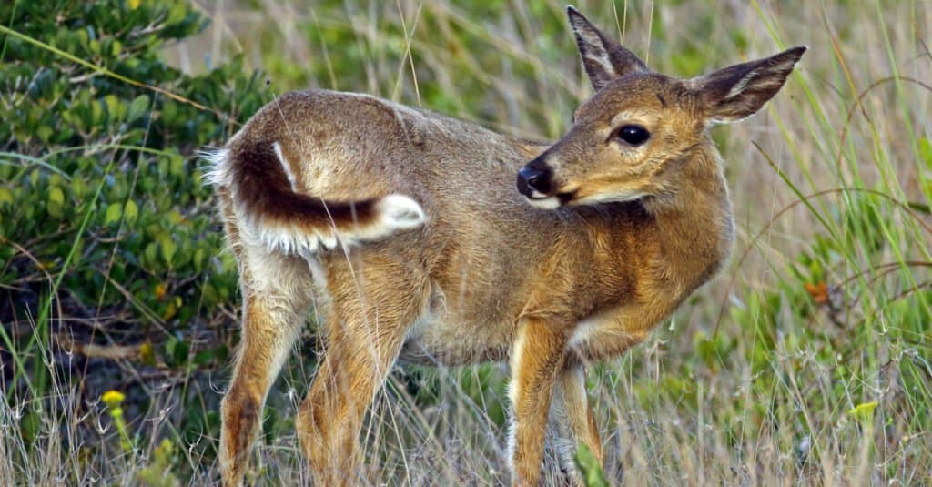 Key deer looking back at its tail