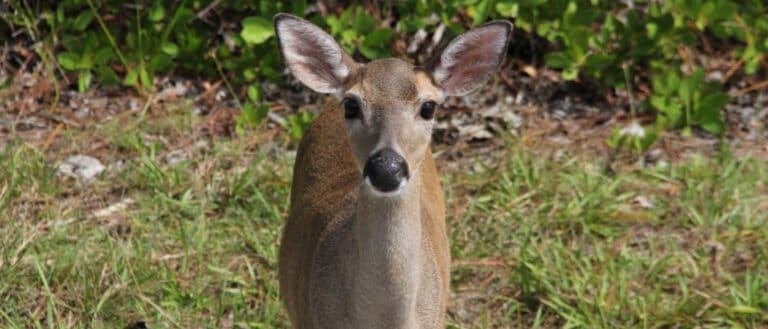 Key Deer