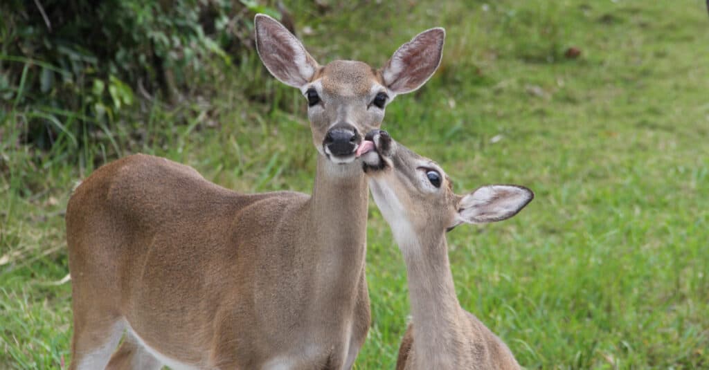 Key deer with baby