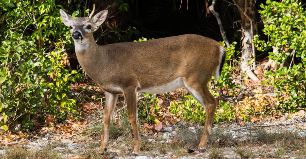 Key deer buck growing antlers