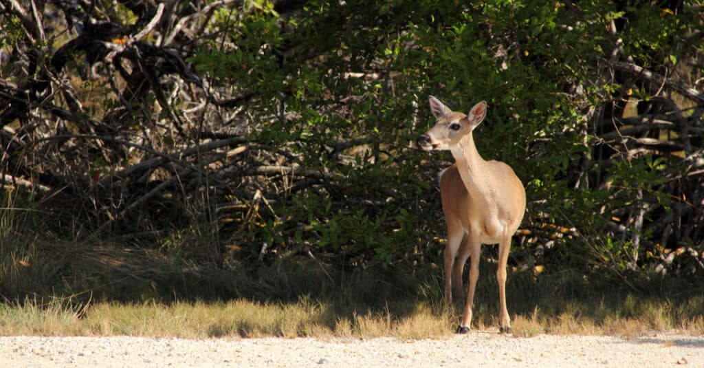 Key deer standing beside the road