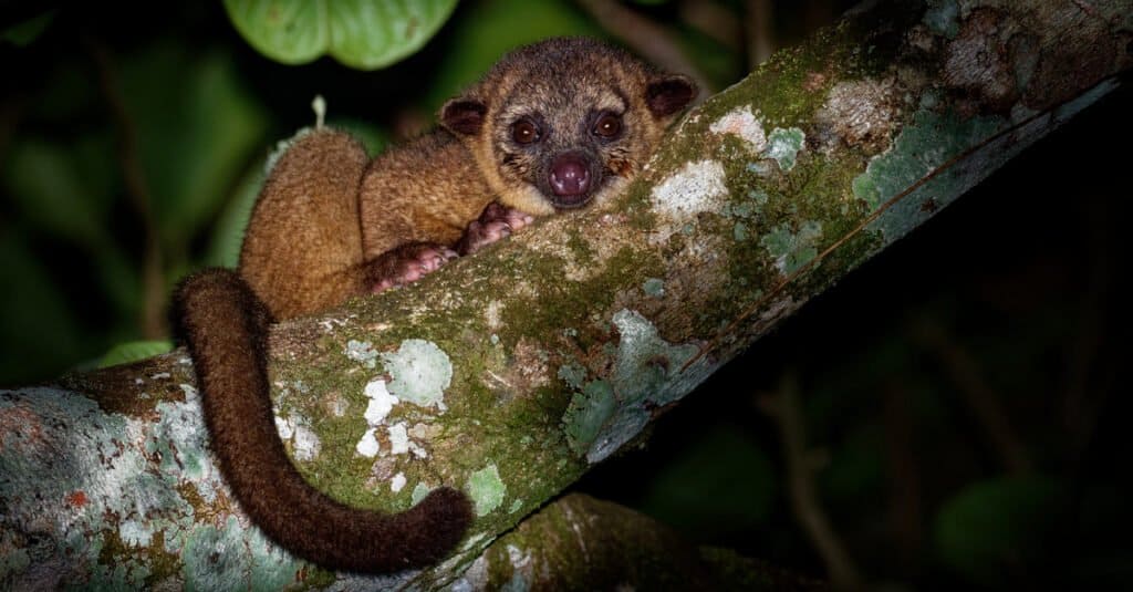 Animals That Stay Up All Night - Kinkajou