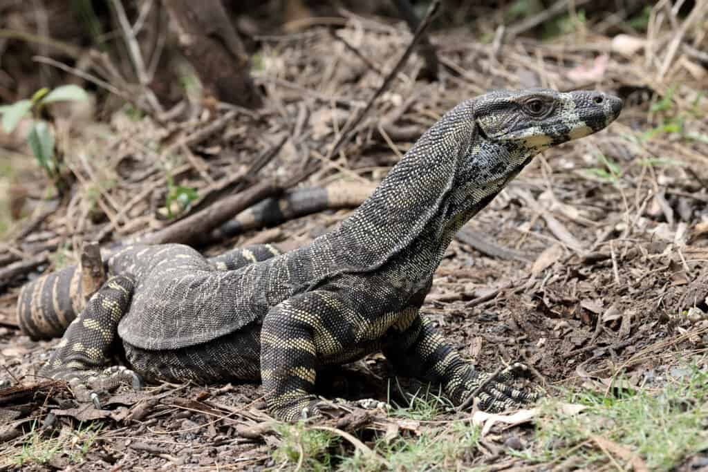 Lace Monitor AZ Animals