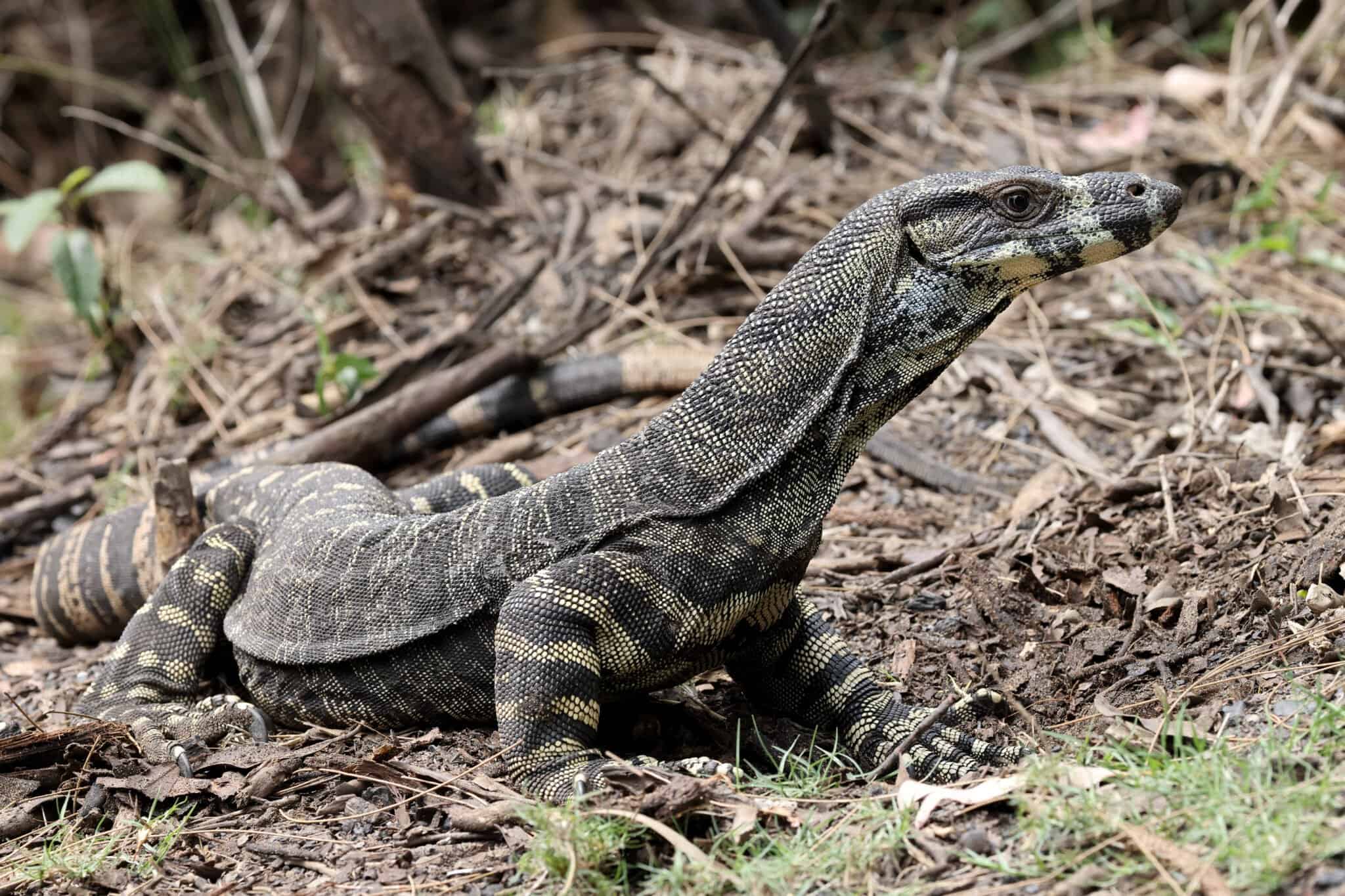 The Largest Lizards in the World - A-Z Animals