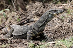 Watch This Menacing Monitor Lizard Climb a Tree to Challenge a Mother Possum for Her Babies Picture
