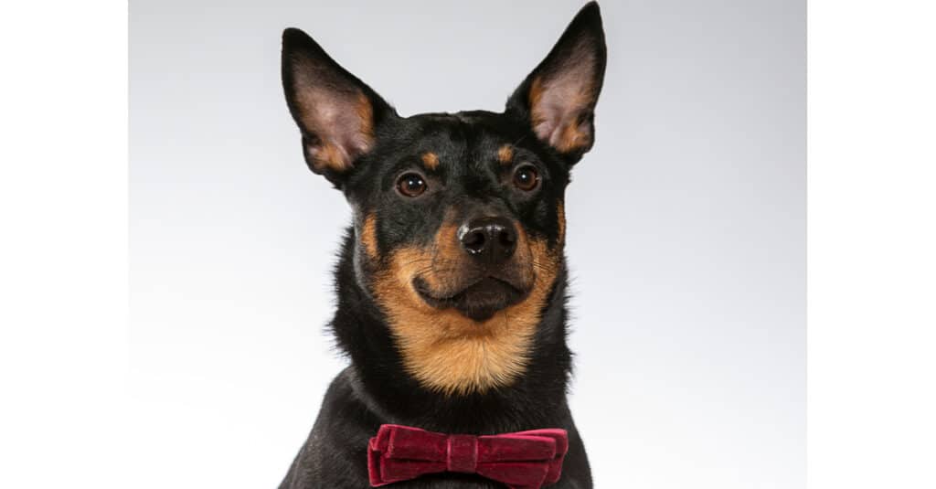 Lancashire heeler isolated