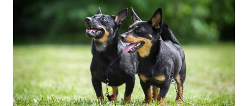 Two Lancashire Heelers, side-by-side