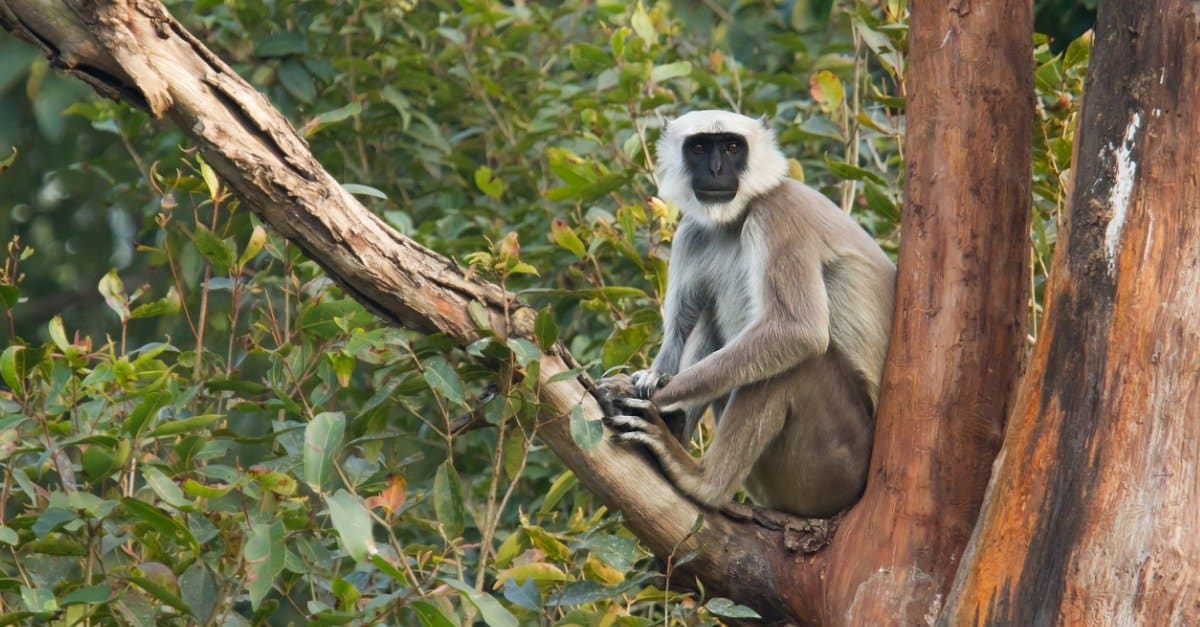 Largest Monkeys - Nepal Grey Langur