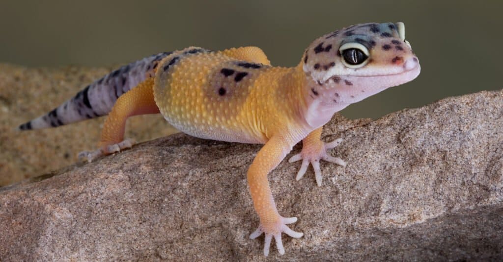 Baby leopard gecko on a rock
