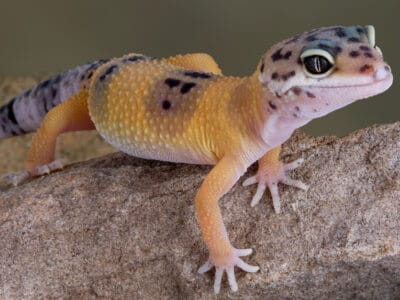 A Leopard Gecko Quiz: What Do You Know?