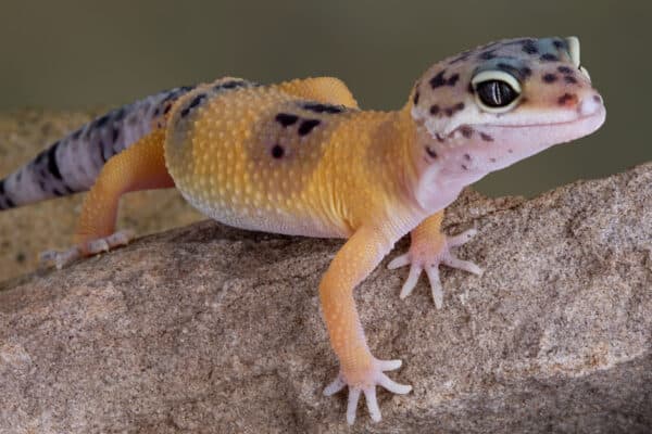 A regular pattern of molting isn't common in adult geckos. 