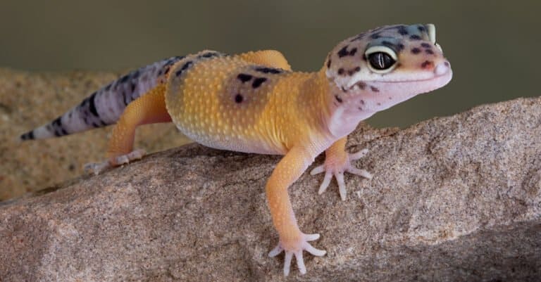 Animals That Molt - Gecko