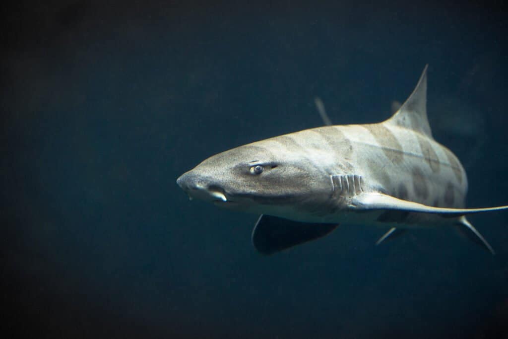 Leopard shark 