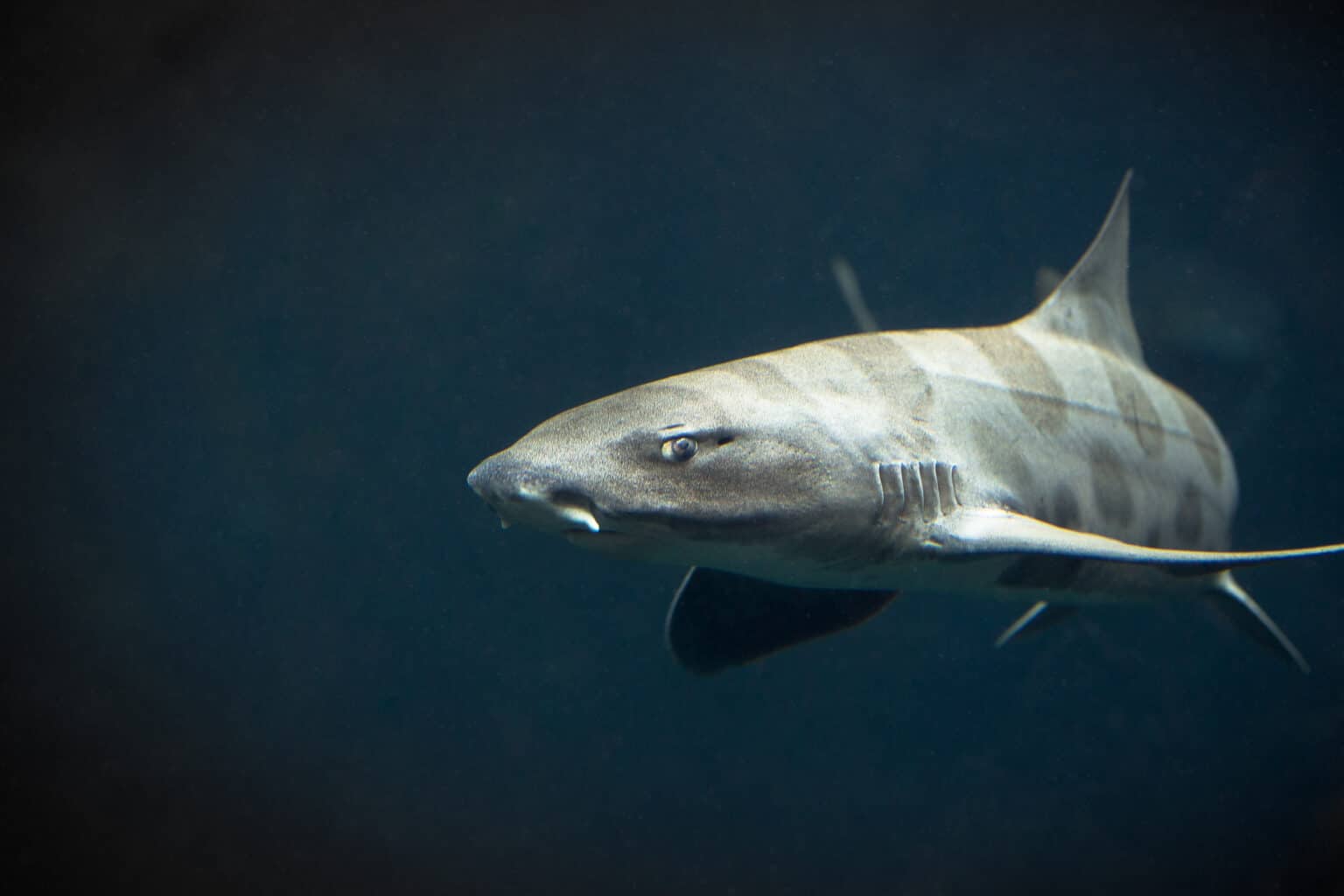 Discover the Oldest Sharks of All Time (One is More than 500 Years Old
