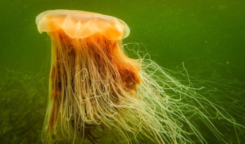 lion mane jellyfish facts Lions mane jellyfish compared to human