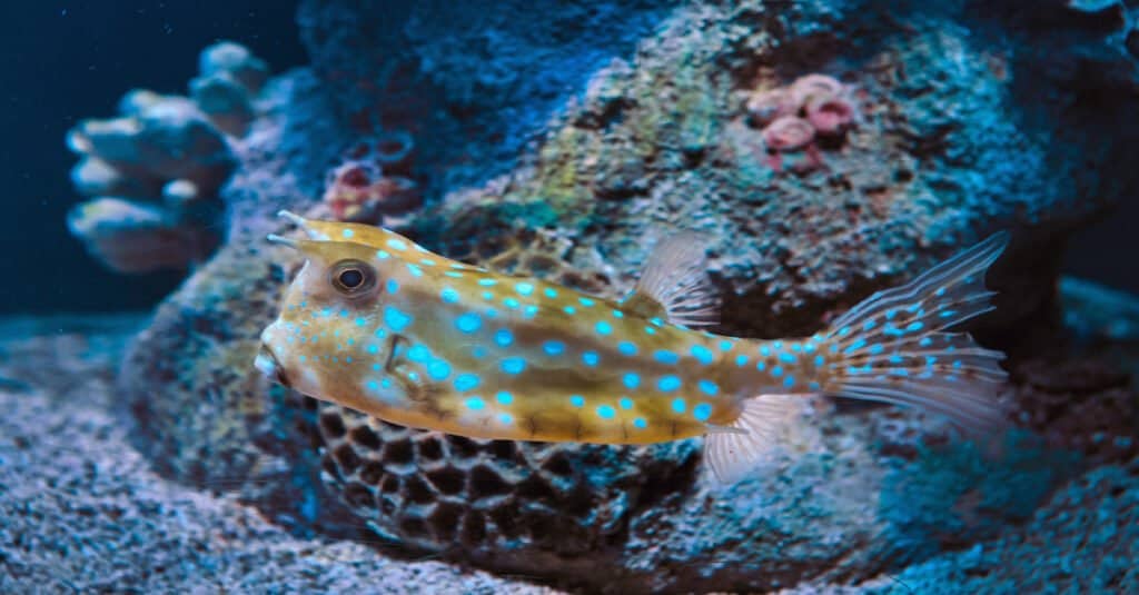 Top 10 Animals That Have Shells - longhorn cowfish