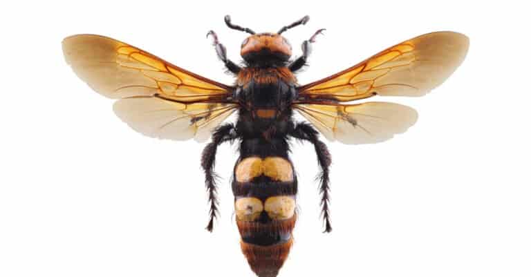 Largest Wasps - Mammoth Wasp