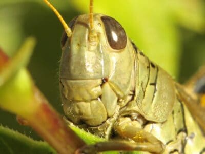 A Grasshopper Quiz: Test What You Know!