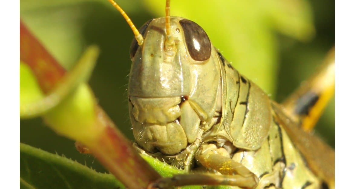 green grasshopper species