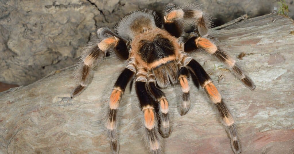 Animals That Molt - Mexican Red Knee Tarantula