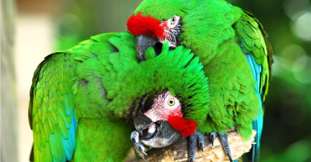 Largest Parrots - Military Macaw