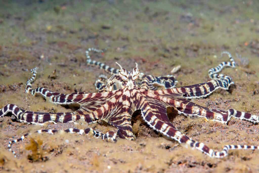 Mimic octopus