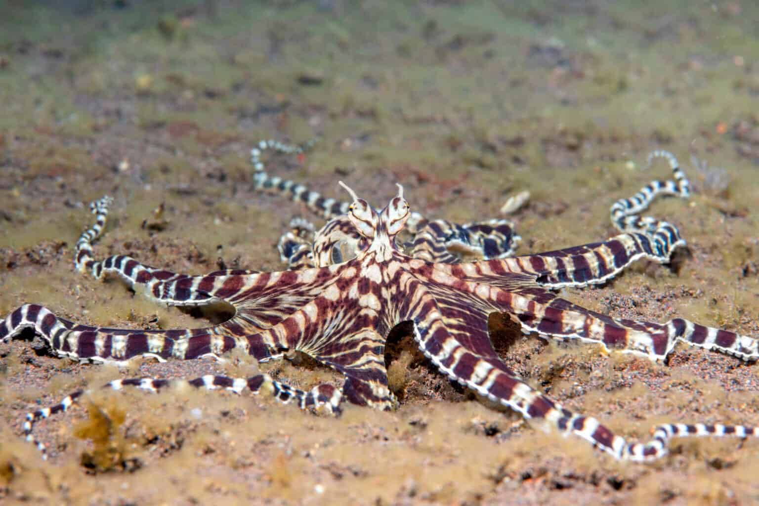 The 10 Largest Octopuses In The World A Z Animals