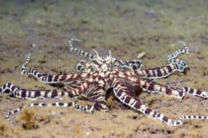 Discover the Mimic Octopus… The Ultimate Disguise Artist Picture