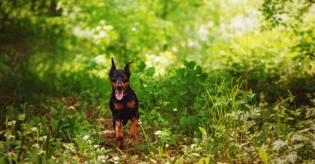 miniature pinscher