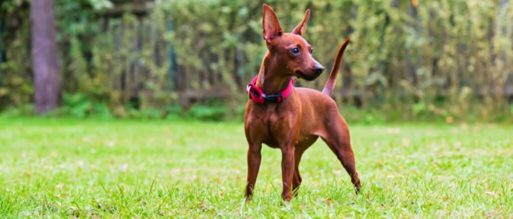 Miniature Pinscher - Red Pin Portrait