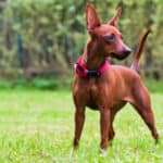 Miniature Pinscher