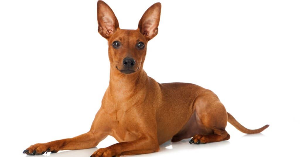 Miniature pinscher - isolated