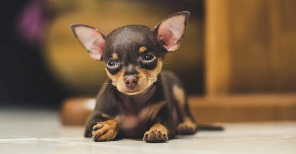 Mini pinscher clearance puppies near me