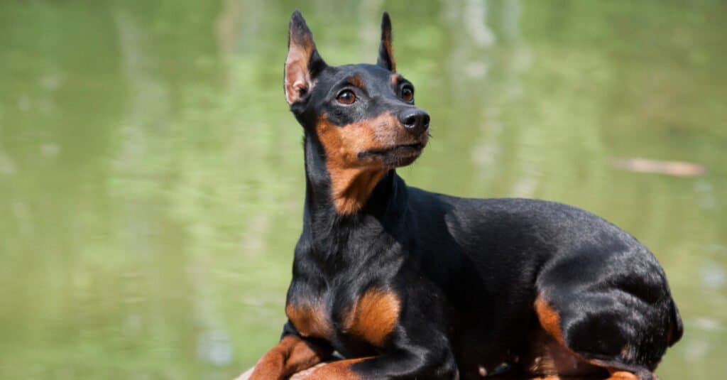 Miniature Pinscher - sitting on a rock in the water