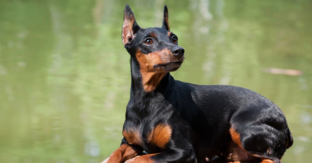 Miniature pinscher - sitting on rock in water