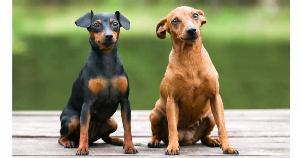 Miniature pincher - pups sitting together