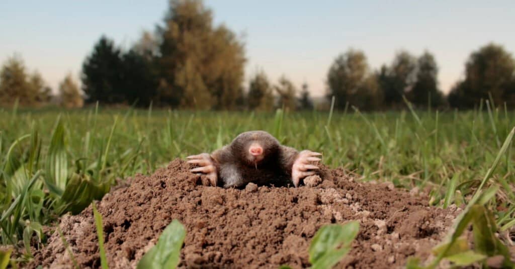 10 Animals That Hoard - mole