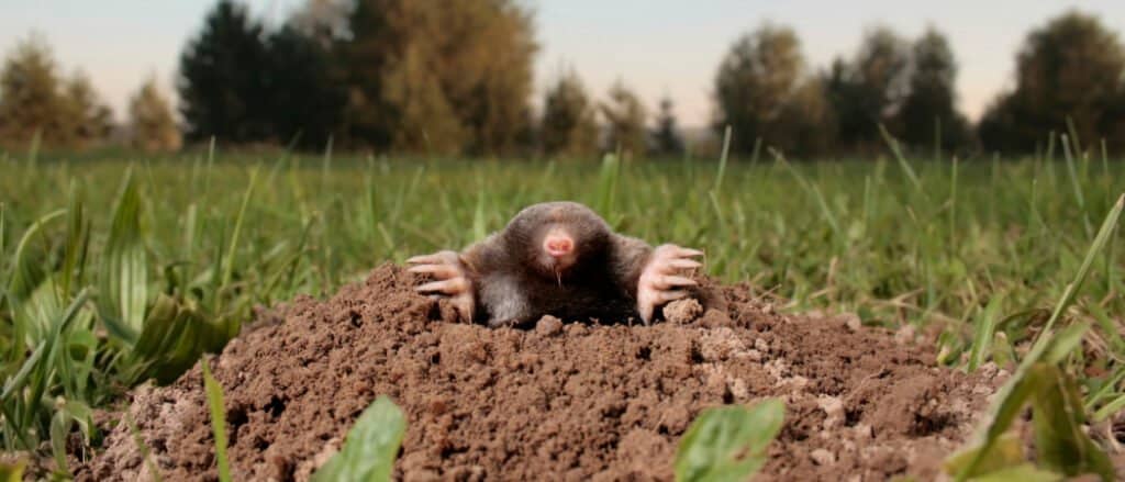 10 Animals That Hoard- mole