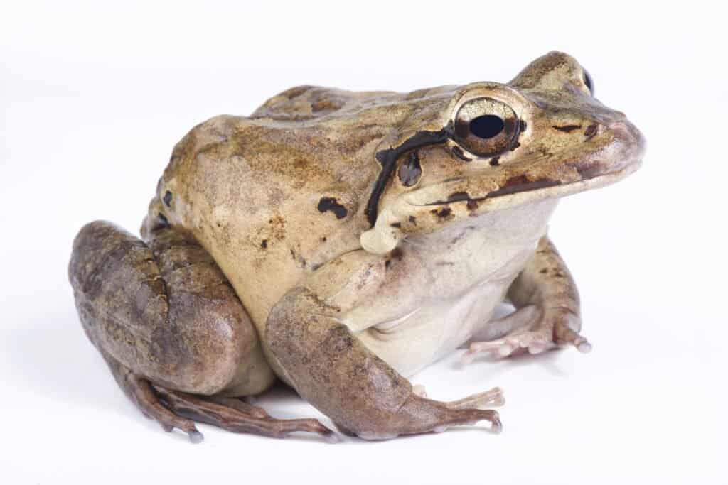 Mountain chicken frog 