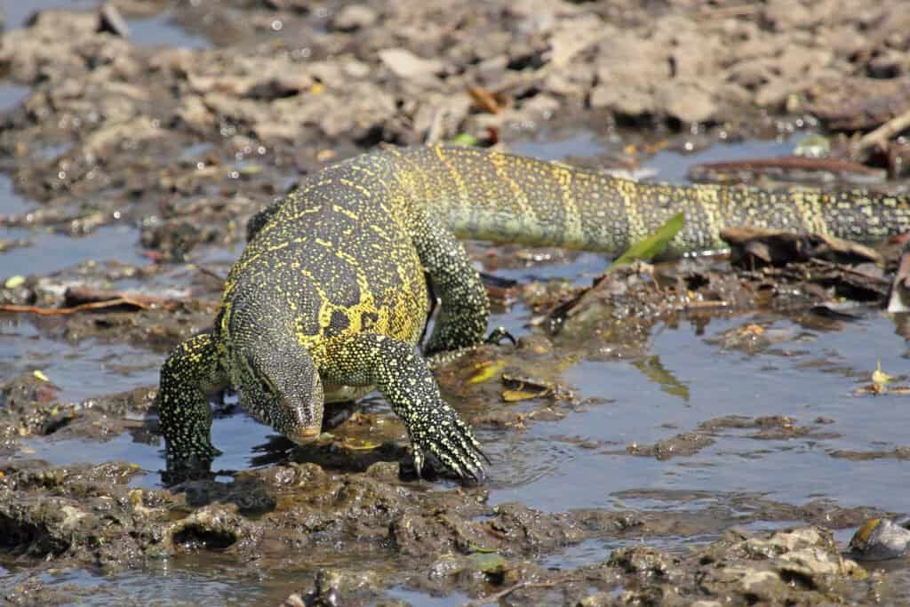 water monitor lizard bite