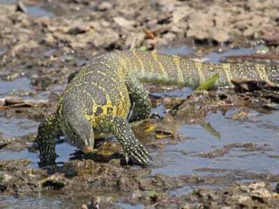 A Varanus niloticus