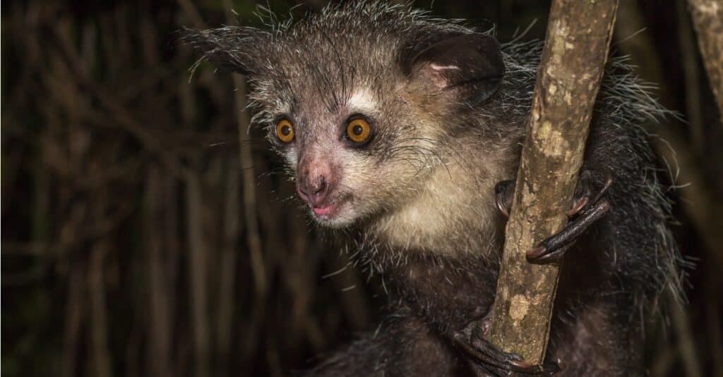 large madagascar animals