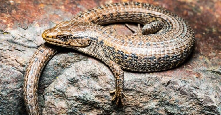 Northern Alligator Lizard suns on a rock in early spring.