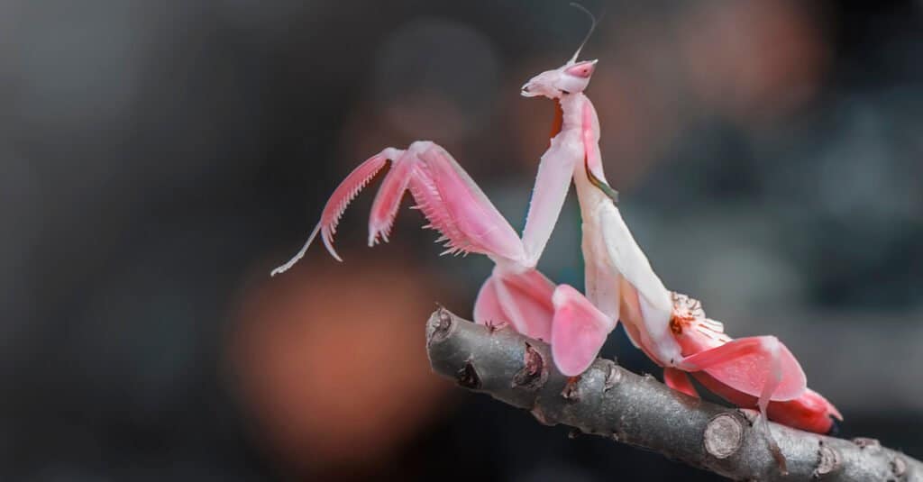 Animals That Look Like Plants - Orchid Mantis