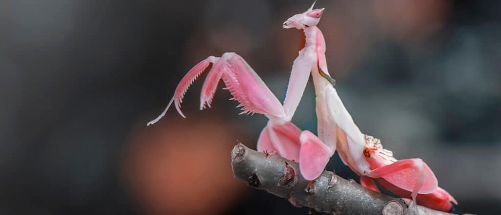 Animals That Look Like Plants - Orchid Mantis